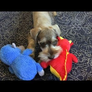 Meet your Posher, Regina